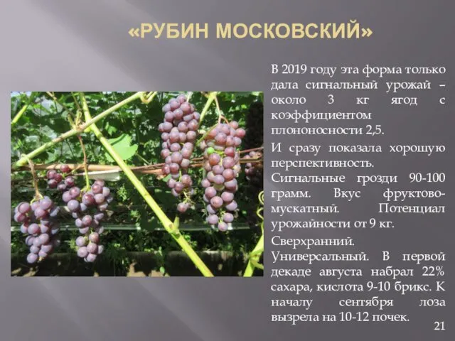 «РУБИН МОСКОВСКИЙ» В 2019 году эта форма только дала сигнальный урожай