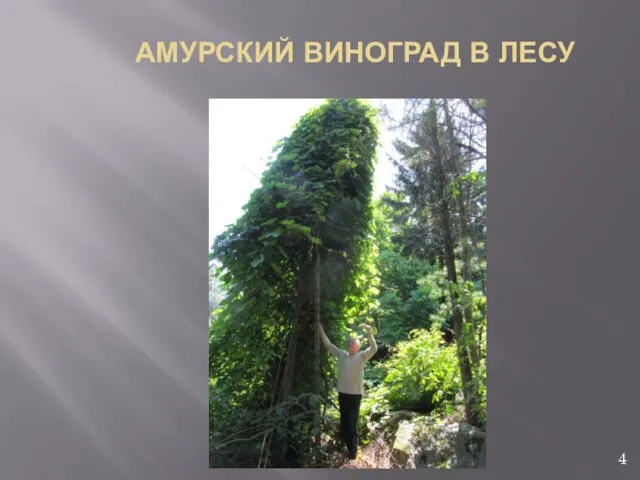 АМУРСКИЙ ВИНОГРАД В ЛЕСУ 4