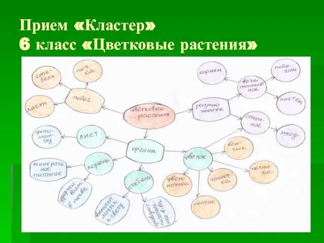 Прием «Кластер» 6 класс «Цветковые растения»