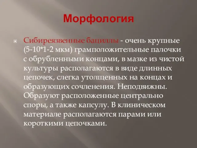 Морфология Сибиреязвенные бациллы - очень крупные (5-10*1-2 мкм) грамположительные палочки с