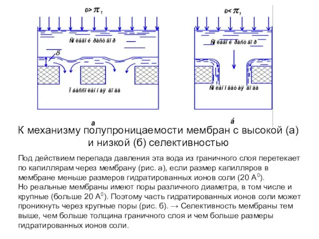 К механизму полупроницаемости мембран с высокой (а) и низкой (б) селективностью