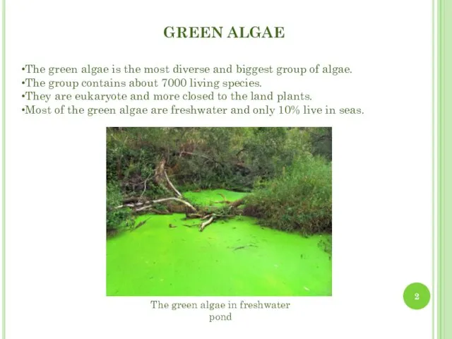 GREEN ALGAE The green algae is the most diverse and biggest