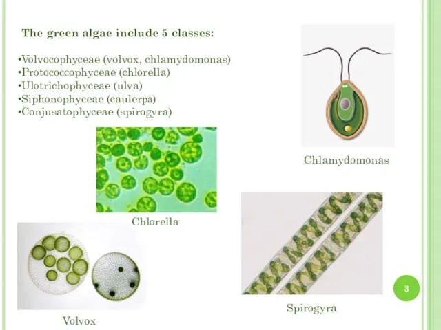 The green algae include 5 classes: Volvocophyceae (volvox, chlamydomonas) Protococcophyceae (chlorella)