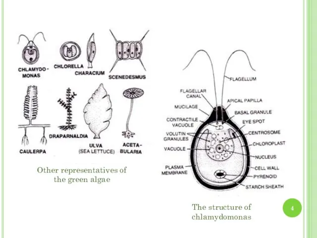 Other representatives of the green algae The structure of chlamydomonas