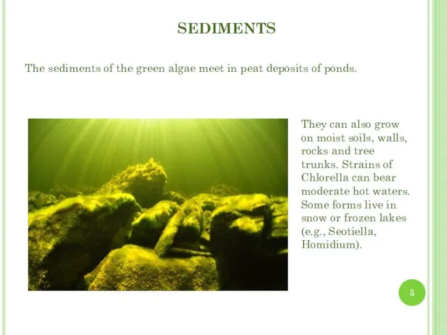 The sediments of the green algae meet in peat deposits of