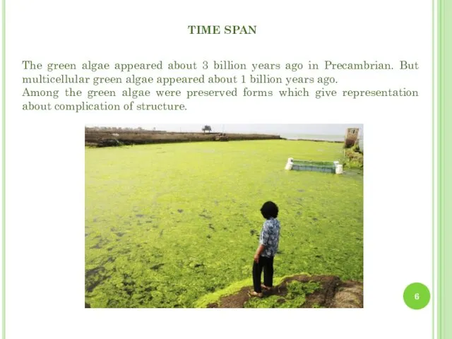 TIME SPAN The green algae appeared about 3 billion years ago