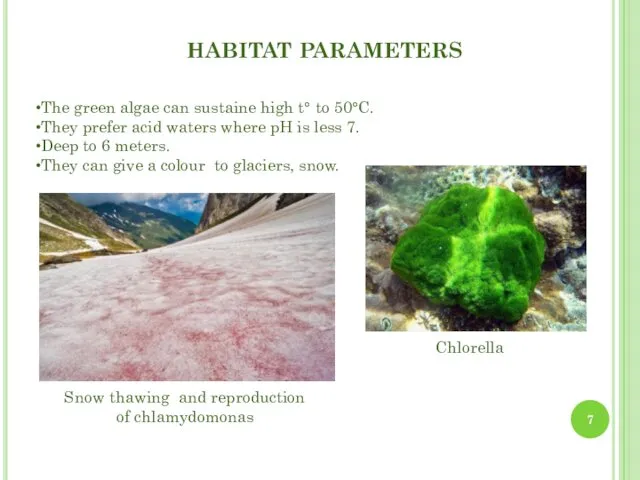 HABITAT PARAMETERS The green algae can sustaine high t° to 50°C.