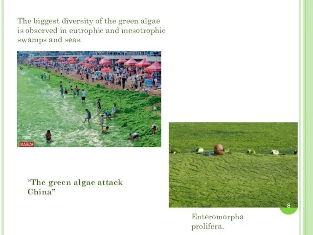 The biggest diversity of the green algae is observed in eutrophic