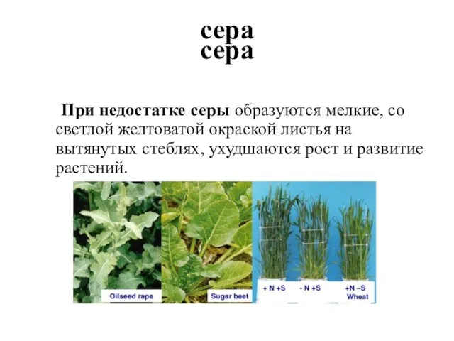 сера При недостатке серы образуются мелкие, со светлой желтоватой окраской листья