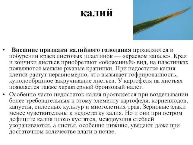 Внешние признаки калийного голодания проявляются в побурении краев листовых пластинок —