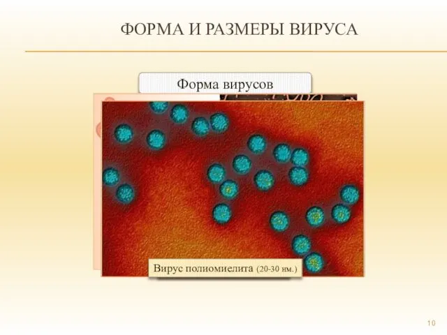 ФОРМА И РАЗМЕРЫ ВИРУСА Форма вирусов Размеры вирусов