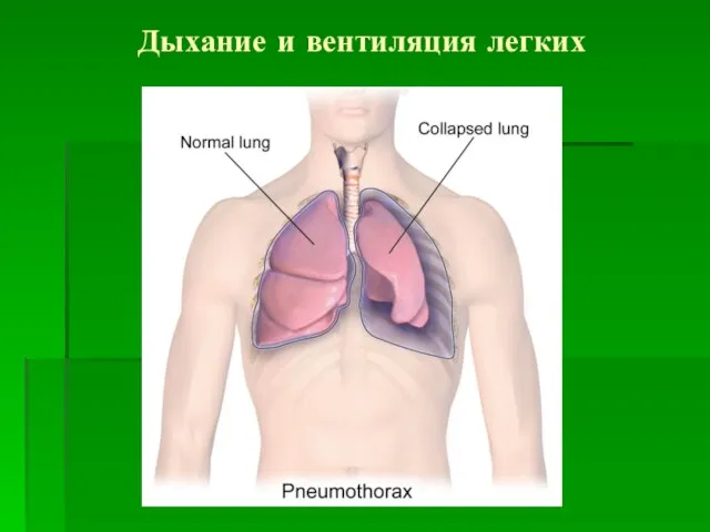 Дыхание и вентиляция легких