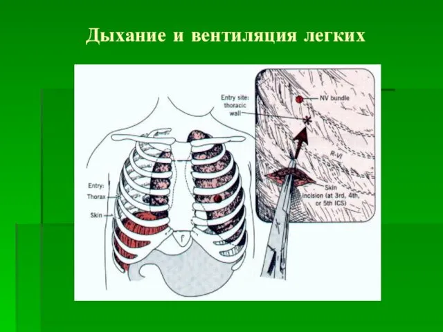 Дыхание и вентиляция легких