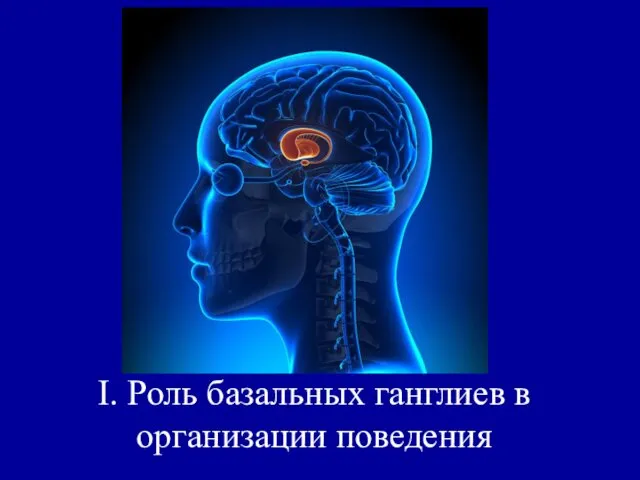 I. Роль базальных ганглиев в организации поведения