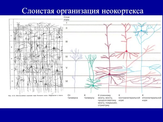 Слоистая организация неокортекса