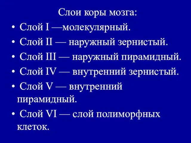 Слои коры мозга: Слой I —молекулярный. Слой II — наружный зернистый.