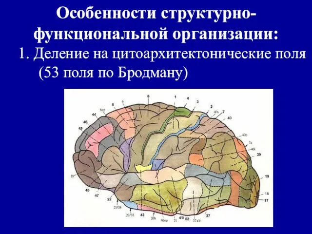 Особенности структурно-функциональной организации: 1. Деление на цитоархитектонические поля (53 поля по Бродману)