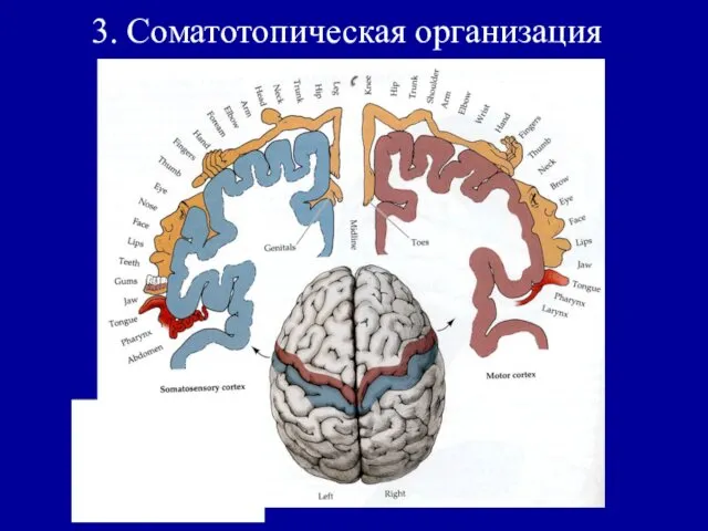 3. Соматотопическая организация