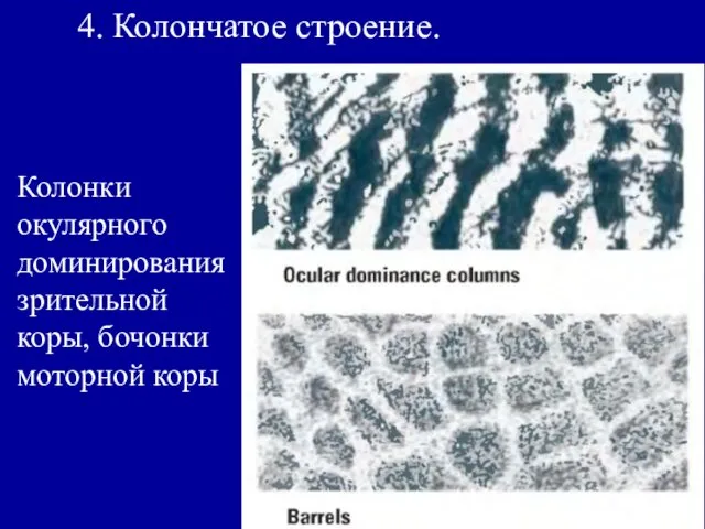 4. Колончатое строение. Колонки окулярного доминирования зрительной коры, бочонки моторной коры