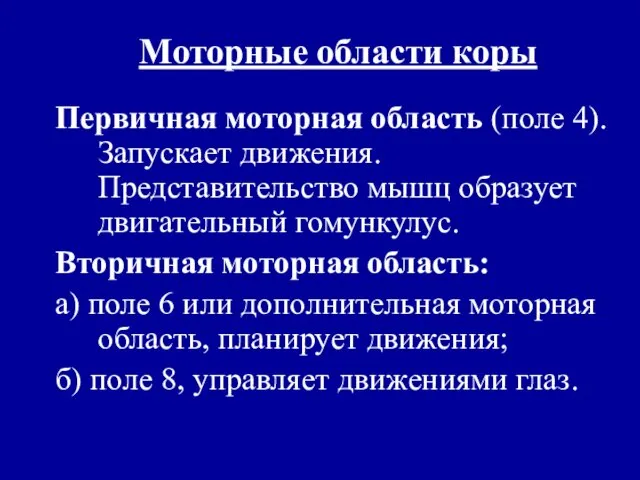 Моторные области коры Первичная моторная область (поле 4). Запускает движения. Представительство