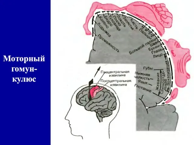 Моторный гомун-кулюс