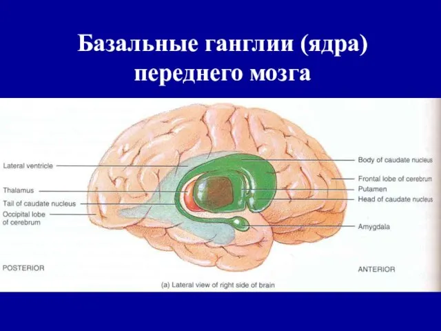 Базальные ганглии (ядра) переднего мозга