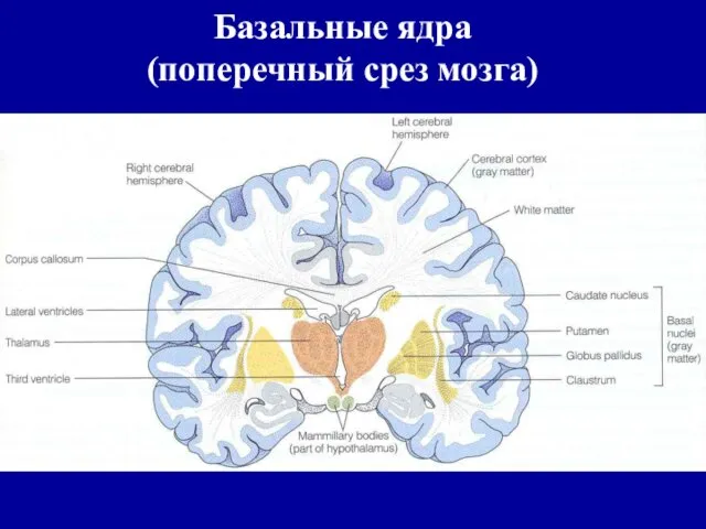 Базальные ядра (поперечный срез мозга)