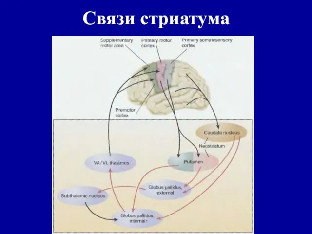 Связи стриатума