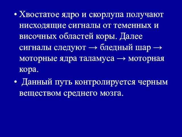 Хвостатое ядро и скорлупа получают нисходящие сигналы от теменных и височных