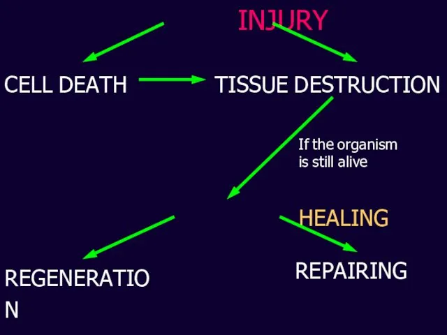 INJURY CELL DEATH TISSUE DESTRUCTION If the organism is still alive HEALING REGENERATION REPAIRING