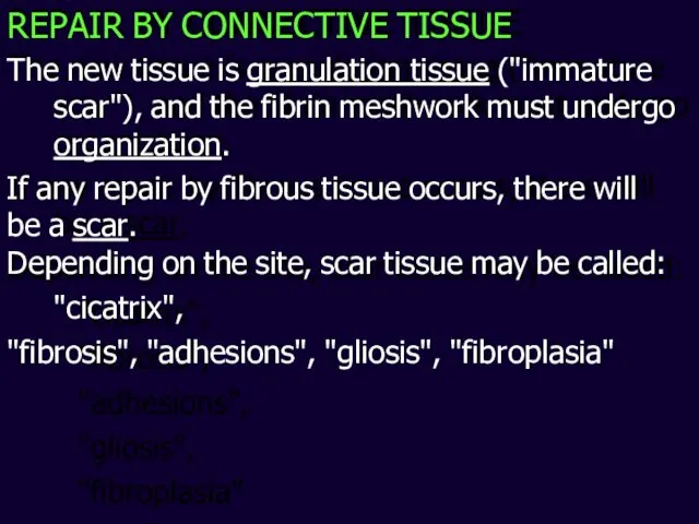 REPAIR BY CONNECTIVE TISSUE The new tissue is granulation tissue ("immature