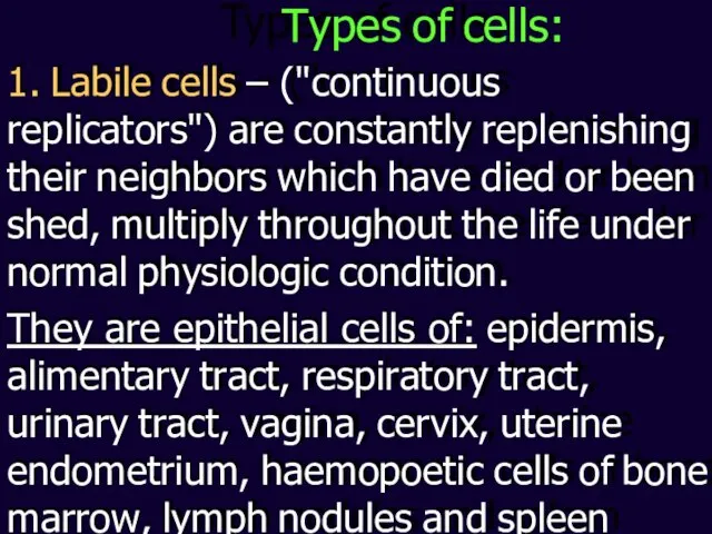 1. Labile cells – ("continuous replicators") are constantly replenishing their neighbors