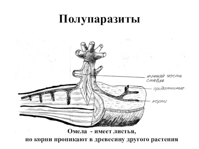 Полупаразиты Омела - имеет листья, но корни проникают в древесину другого растения