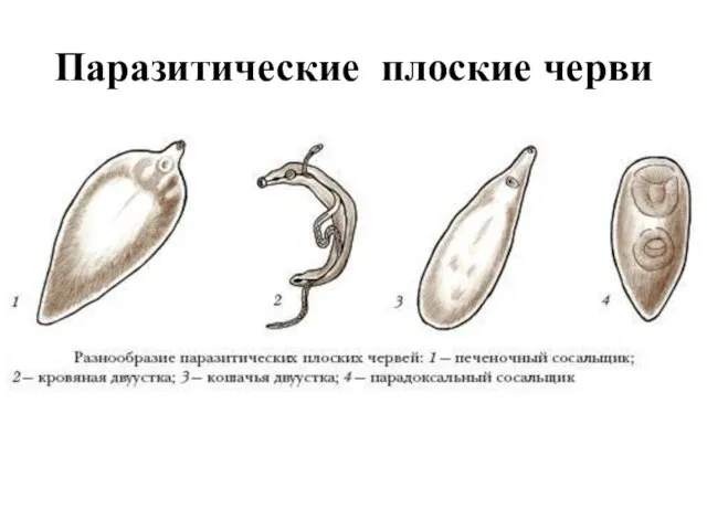 Паразитические плоские черви