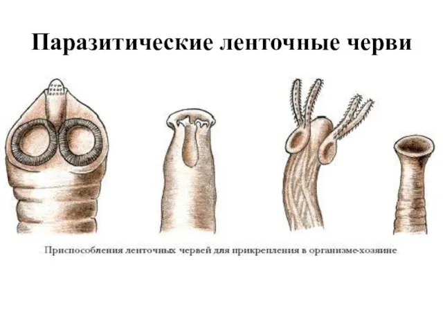 Паразитические ленточные черви