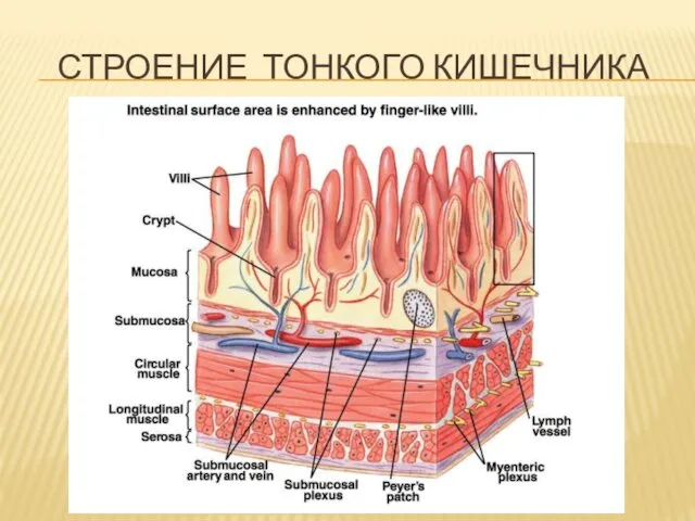 СТРОЕНИЕ ТОНКОГО КИШЕЧНИКА