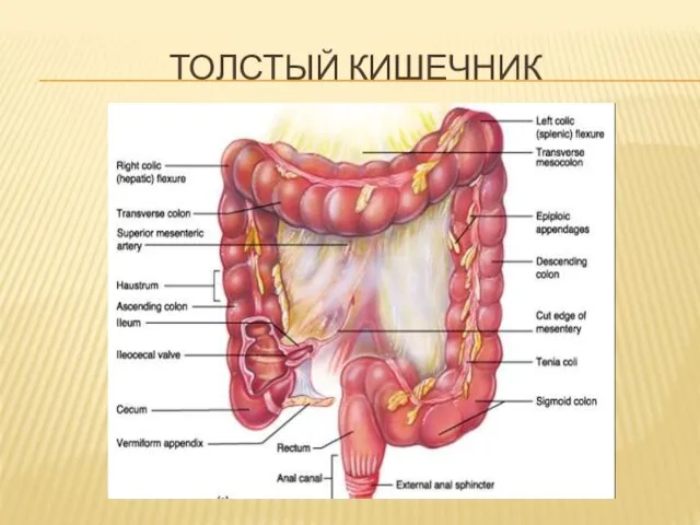 ТОЛСТЫЙ КИШЕЧНИК