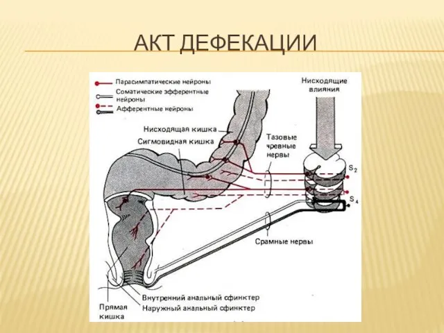 АКТ ДЕФЕКАЦИИ