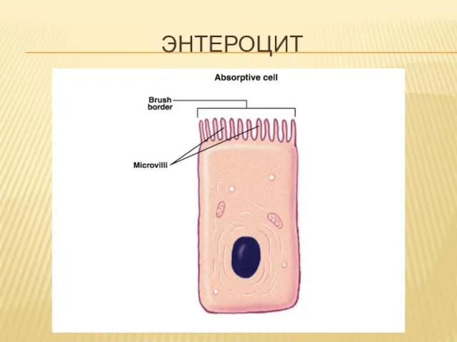 ЭНТЕРОЦИТ