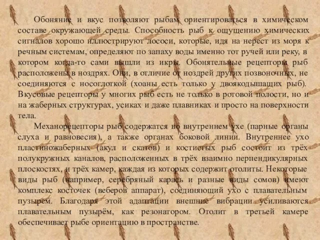 Обоняние и вкус позволяют рыбам ориентироваться в химическом составе окружающей среды.