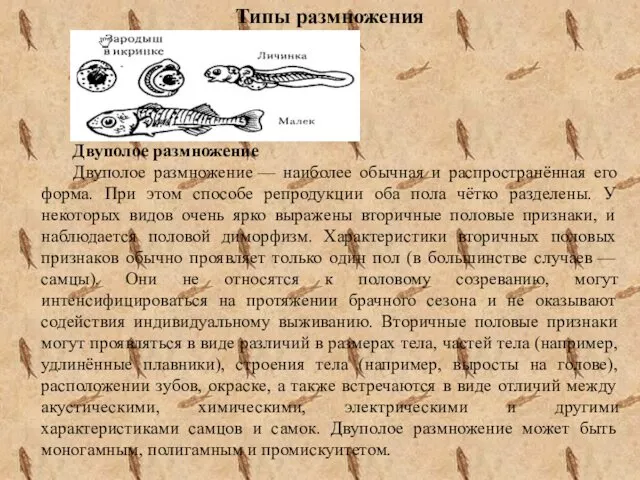 Типы размножения Двуполое размножение Двуполое размножение — наиболее обычная и распространённая