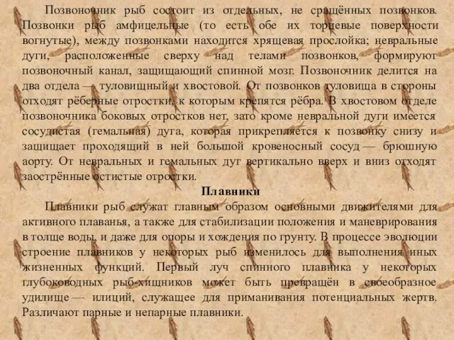 Позвоночник рыб состоит из отдельных, не сращённых позвонков. Позвонки рыб амфицельные