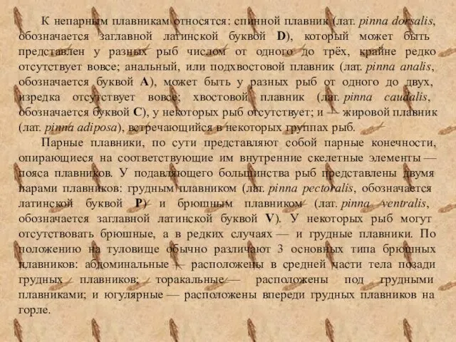 К непарным плавникам относятся: спинной плавник (лат. pinna dorsalis, обозначается заглавной