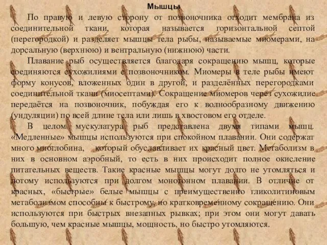 Мышцы По правую и левую сторону от позвоночника отходит мембрана из