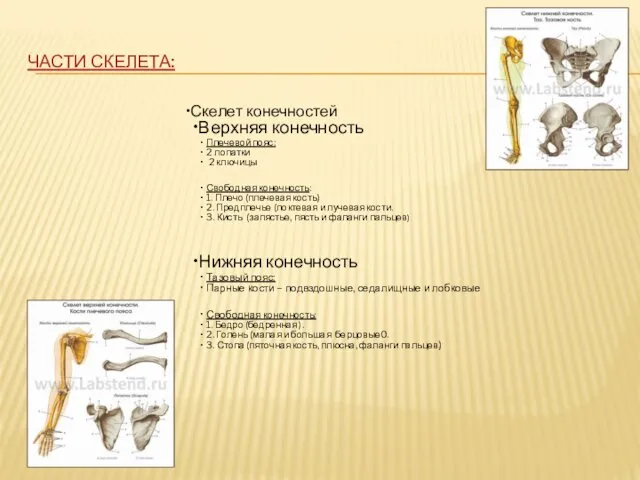 ЧАСТИ СКЕЛЕТА: Скелет конечностей Верхняя конечность Плечевой пояс: 2 лопатки 2