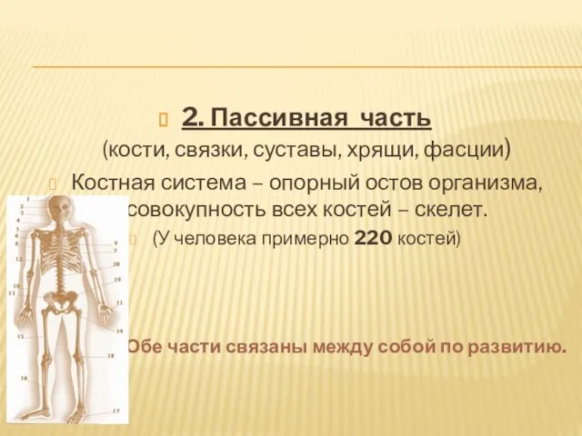 2. Пассивная часть (кости, связки, суставы, хрящи, фасции) Костная система –