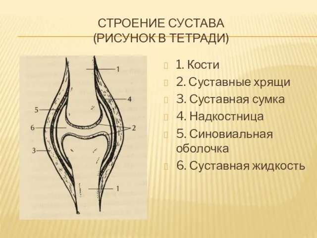 СТРОЕНИЕ СУСТАВА (РИСУНОК В ТЕТРАДИ) 1. Кости 2. Суставные хрящи 3.