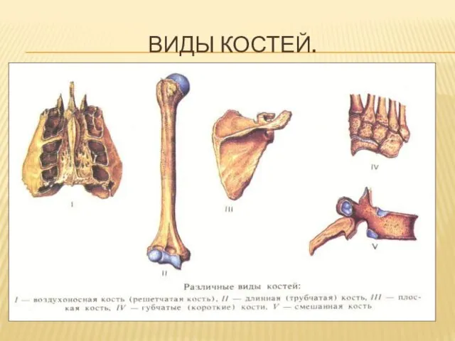 ВИДЫ КОСТЕЙ.