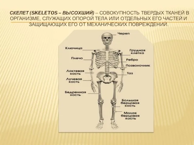 СКЕЛЕТ (SKELETOS – ВЫСОХШИЙ) – СОВОКУПНОСТЬ ТВЕРДЫХ ТКАНЕЙ В ОРГАНИЗМЕ, СЛУЖАЩИХ