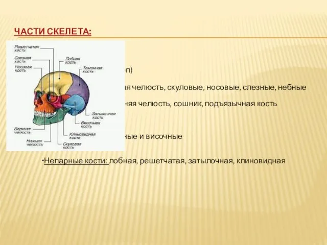 ЧАСТИ СКЕЛЕТА: 1. Скелет головы (череп) Лицевой Парные кости: верхняя челюсть,